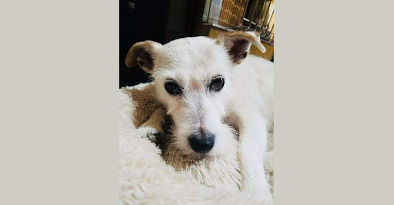 Photo of Phoebe Buffay, a Russell-type Terrier  in Gallatin, Tennessee, USA