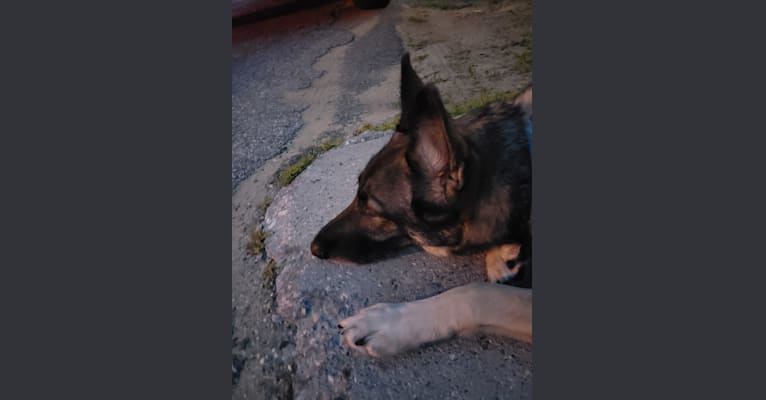 Balto, a German Shepherd Dog tested with EmbarkVet.com