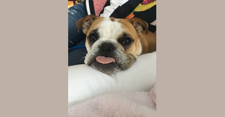 Chickie, a Bulldog tested with EmbarkVet.com