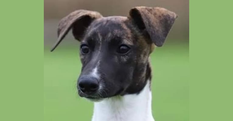 Zoom, a Whippet and Border Collie mix tested with EmbarkVet.com
