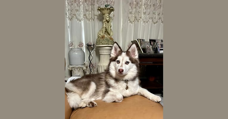 LOLLIPOP’S DAHLIA, a Siberian Husky and Pomeranian mix tested with EmbarkVet.com