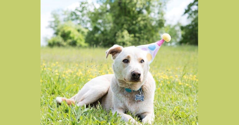 Aspen, a Staffordshire Terrier and Labrador Retriever mix tested with EmbarkVet.com