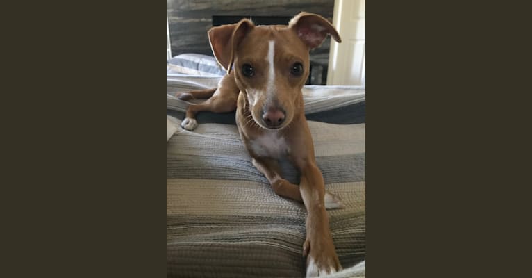 Bela, a Chihuahua and American Bulldog mix tested with EmbarkVet.com