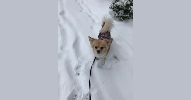 Photo of Luke, a Chihuahua, Shih Tzu, Pekingese, and Mixed mix in Wood-Ridge, New Jersey, USA