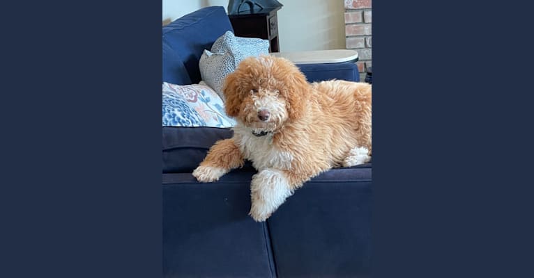 Photo of Dario, a Poodle (Small)  in Portland, IN, USA