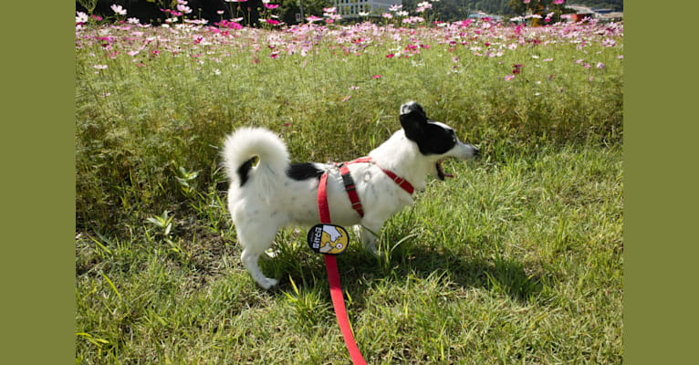 Merry, a Japanese or Korean Village Dog tested with EmbarkVet.com
