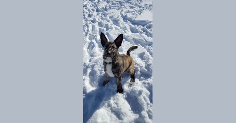 Duke, a German Shepherd Dog and Border Collie mix tested with EmbarkVet.com