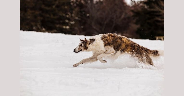 Shiloh, a Borzoi tested with EmbarkVet.com