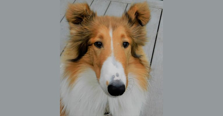 Photo of Pawsitively Paite, a Collie  in Priest River, ID, USA