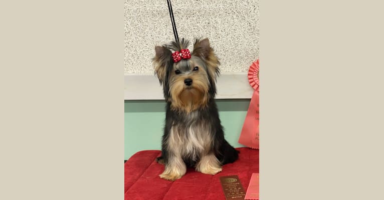 Roxie, a Yorkshire Terrier tested with EmbarkVet.com