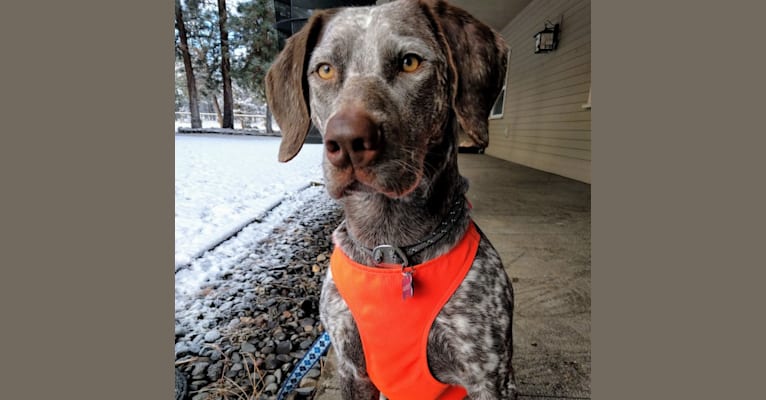 Rainier, an Australian Cattle Dog and German Shorthaired Pointer mix tested with EmbarkVet.com