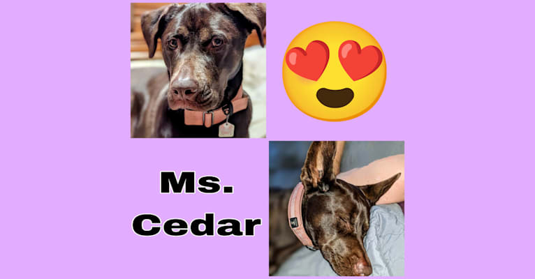 Cedar, a Neapolitan Mastiff and Cane Corso mix tested with EmbarkVet.com