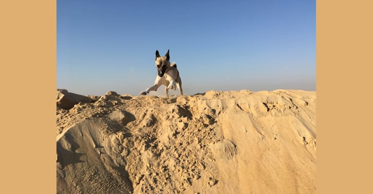 Ninja, an Arabian Village Dog tested with EmbarkVet.com