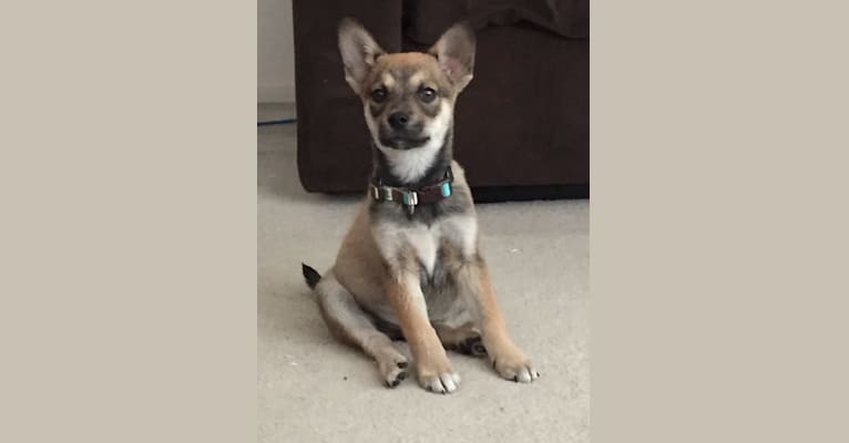 Take, a Siberian Husky and Chihuahua mix tested with EmbarkVet.com
