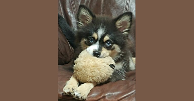 Miles, a Pomsky tested with EmbarkVet.com