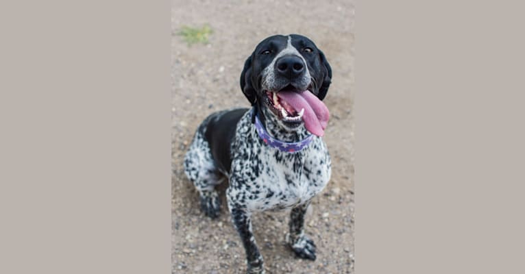 Photo of Scout, a German Shorthaired Pointer  in Malta, ID, USA