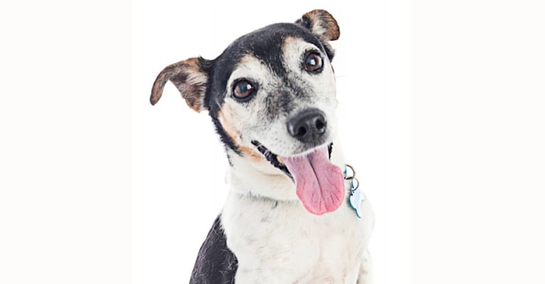 Stewie, a Russell-type Terrier tested with EmbarkVet.com