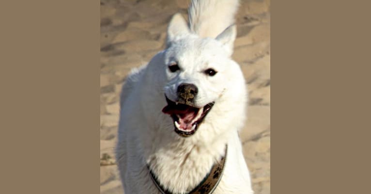 Mallow, a Canaan Dog tested with EmbarkVet.com