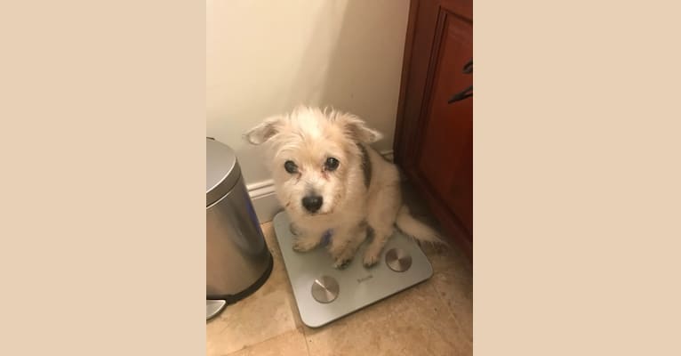 Kaya, a Rat Terrier and Lhasa Apso mix tested with EmbarkVet.com