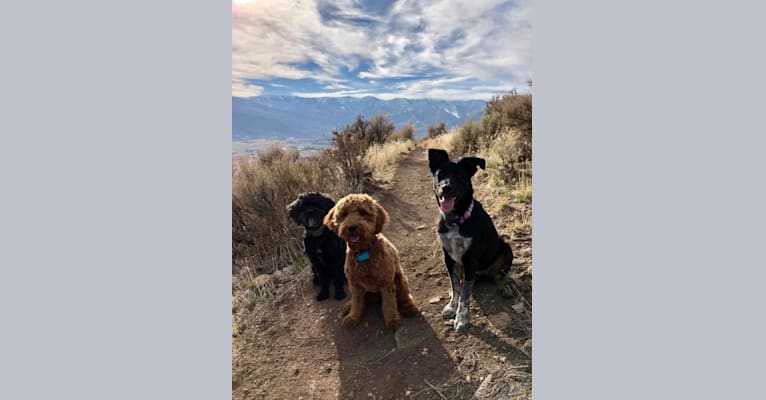 Photo of Zeeki, a Border Collie, Chinese Shar-Pei, German Shepherd Dog, and Mixed mix in Arizona, USA
