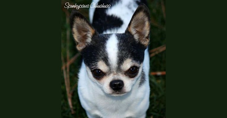 Mazzi, a Chihuahua tested with EmbarkVet.com