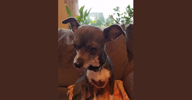 Fern, a Chihuahua tested with EmbarkVet.com