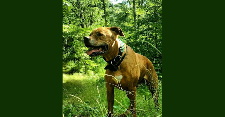 Photo of Bruno, an American Pit Bull Terrier, Bullmastiff, American Bulldog, and Siberian Husky mix in Lewiston, Maine, USA