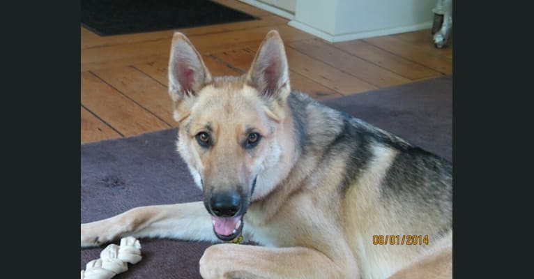 Leo, a German Shepherd Dog and Siberian Husky mix tested with EmbarkVet.com