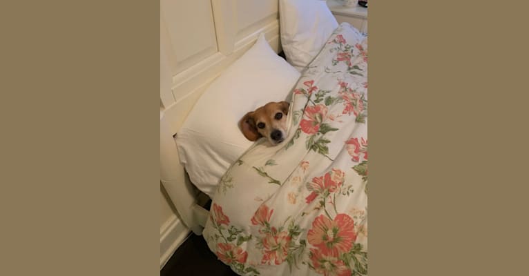 Sadie, a Beagle tested with EmbarkVet.com