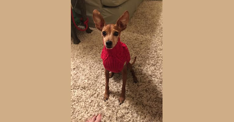Photo of Muggie, a Miniature Pinscher and Chihuahua mix in Pittsburgh, Pennsylvania, USA
