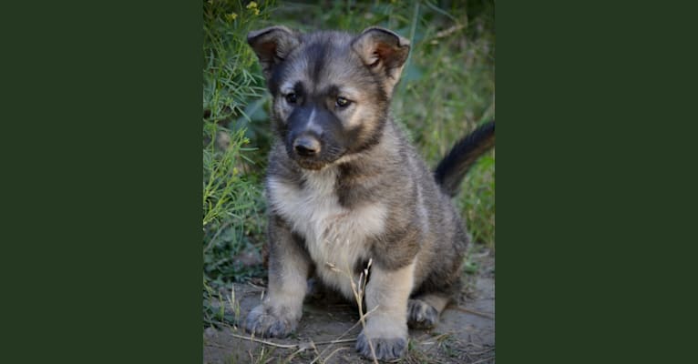 Dawn, an Alaskan Malamute and German Shepherd Dog mix tested with EmbarkVet.com