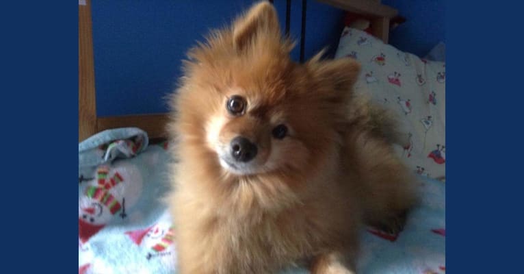 Zeke, a Pomeranian tested with EmbarkVet.com