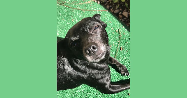 pia, a Chihuahua and Dachshund mix tested with EmbarkVet.com