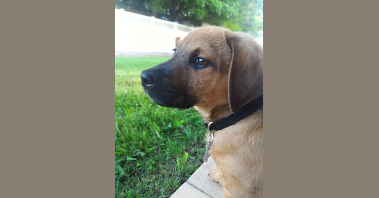 Cody, a Basset Hound and Australian Cattle Dog mix tested with EmbarkVet.com