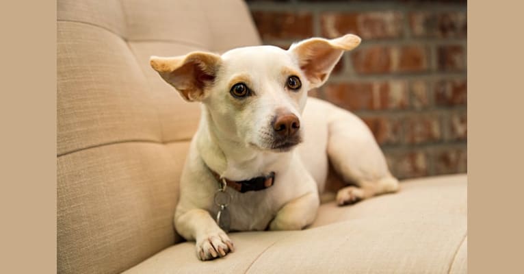 Scout, a Chihuahua and Miniature Pinscher mix tested with EmbarkVet.com