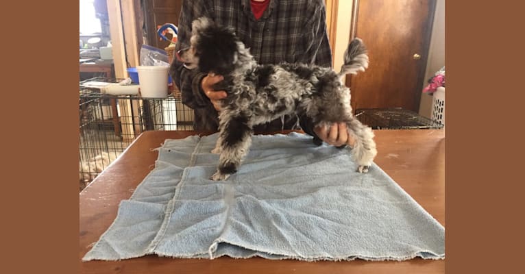 Warrior Let The Heavens Declare     "Glory", a Poodle (Small) tested with EmbarkVet.com