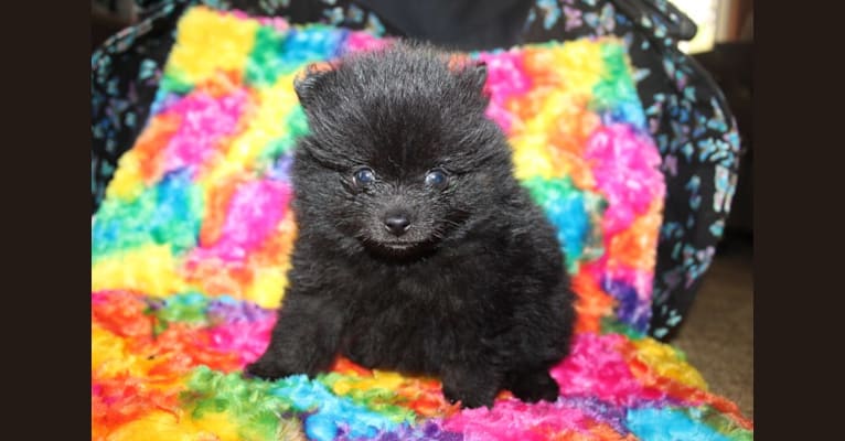WENDY, a Pomeranian tested with EmbarkVet.com