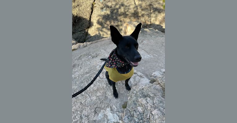 Smokey, an Australian Kelpie tested with EmbarkVet.com