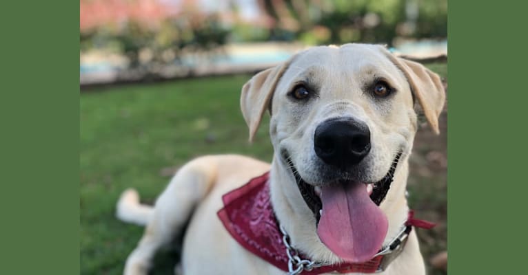 Buddy, a Rottweiler and Chinese Shar-Pei mix tested with EmbarkVet.com