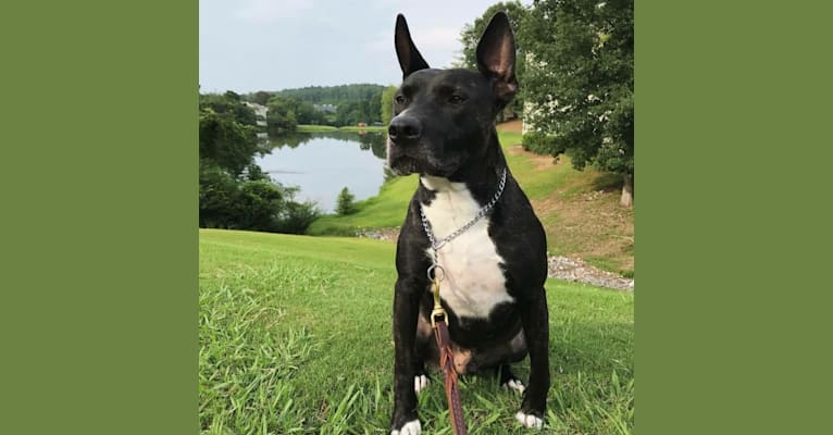 Archer, an American Bully and Russell-type Terrier mix tested with EmbarkVet.com