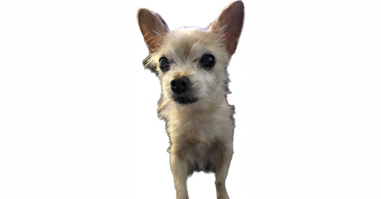 Honii Barron, a Yorkshire Terrier and Chihuahua mix tested with EmbarkVet.com