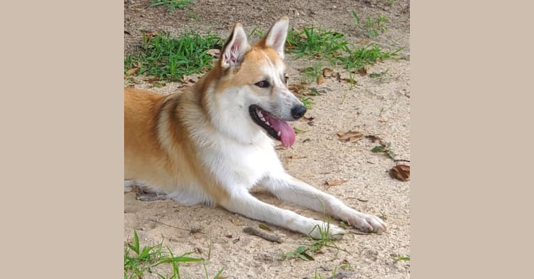 Juniper, a Great Pyrenees and Border Collie mix tested with EmbarkVet.com