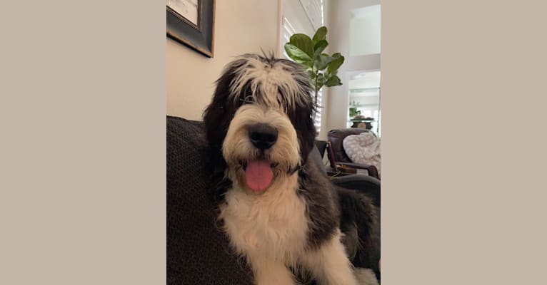 Theodore Woodson Nicholas, a Saint Bernard and Old English Sheepdog mix tested with EmbarkVet.com