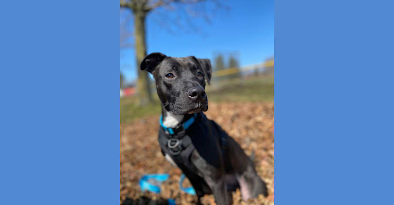 Photo of Zeuss, an American Pit Bull Terrier, Boxer, American Staffordshire Terrier, and Mixed mix in Marquette, Michigan, USA