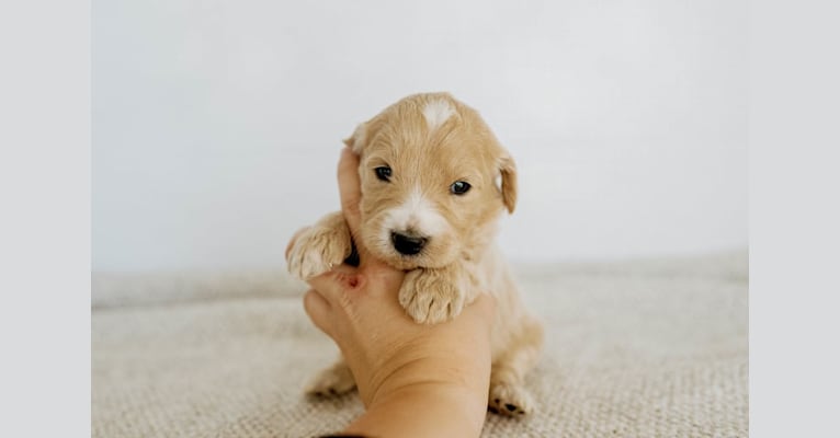 Brady, a Goldendoodle tested with EmbarkVet.com