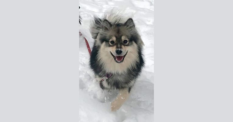 Lila, a Finnish Lapphund tested with EmbarkVet.com