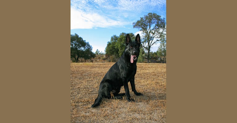 Ben, a German Shepherd Dog tested with EmbarkVet.com