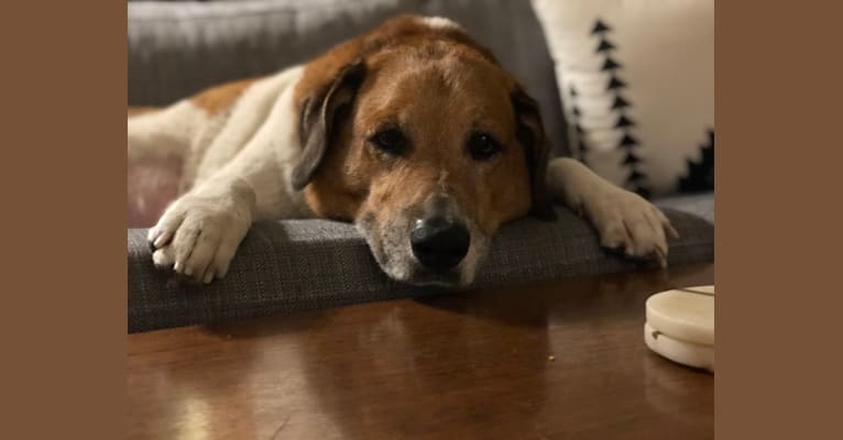 Embark Dog Dna Test Breed