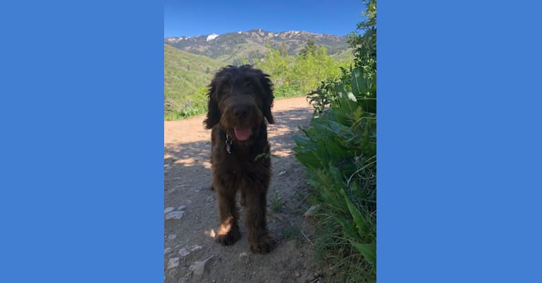 Photo of The Mighty Chewbacca, a Labradoodle (6.2% unresolved) in Wellington, Utah, USA