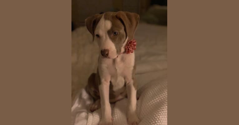 Mariposa “Mari” 🦋, an American Pit Bull Terrier and Chihuahua mix tested with EmbarkVet.com